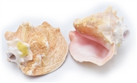 Pink Conch Horn