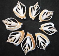 center cut canarium shells