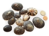 Brown Limpets