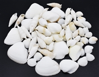 Special White Shell Mix
