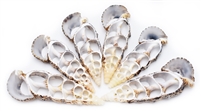 Center Cut Cerithium