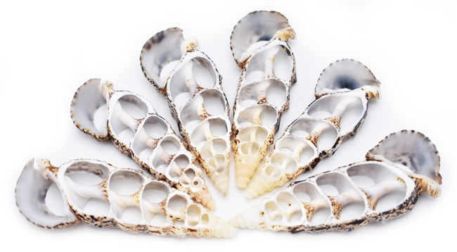 Center Cut Cerithium