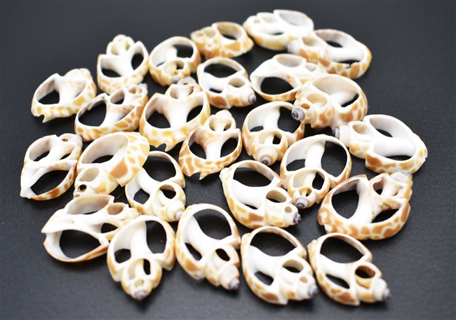 small center cut babylonia shells