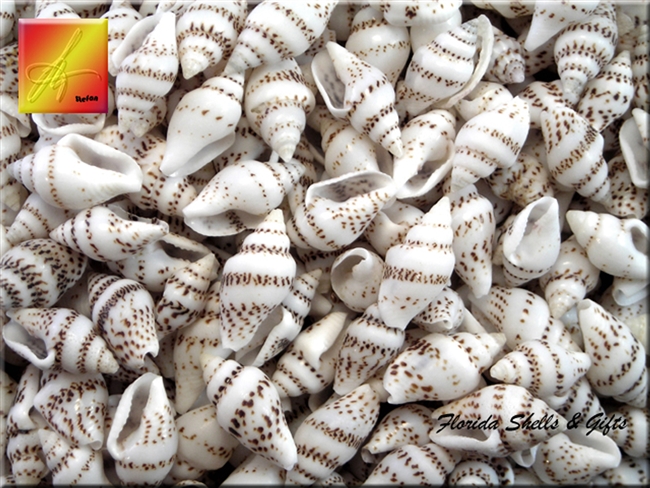 Striped Nassa Shells