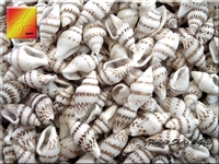 Striped Nassa Shells
