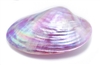 Dyed purple clam pair