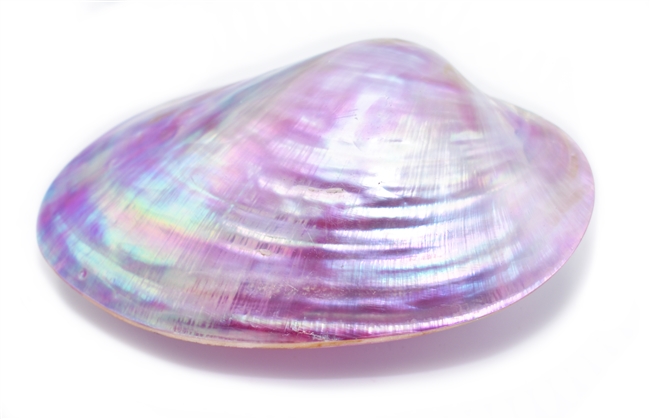 Dyed purple clam pair