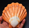 Polished Orange Lions Paw