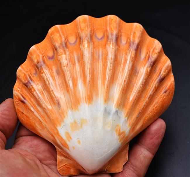 Polished Orange Lions Paw
