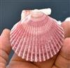 Pectin Purperatus