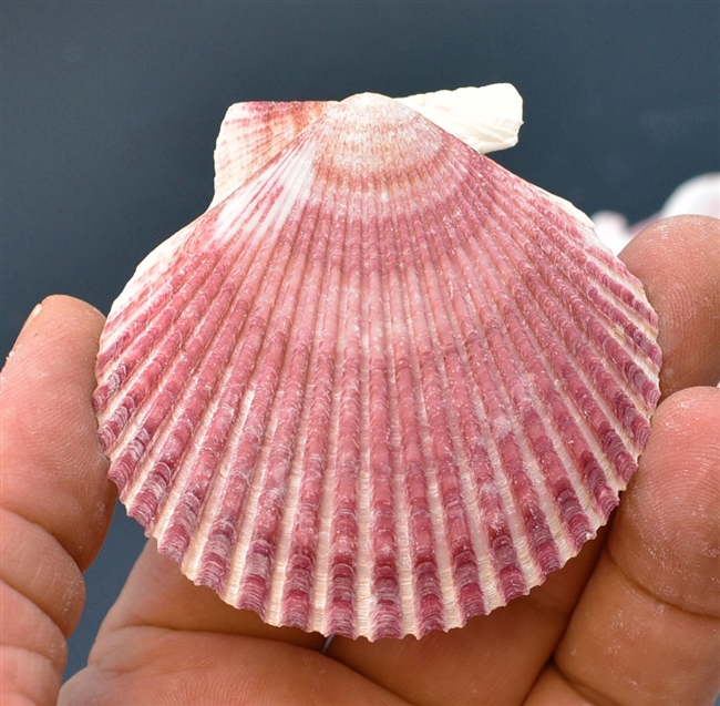 Pectin Purperatus