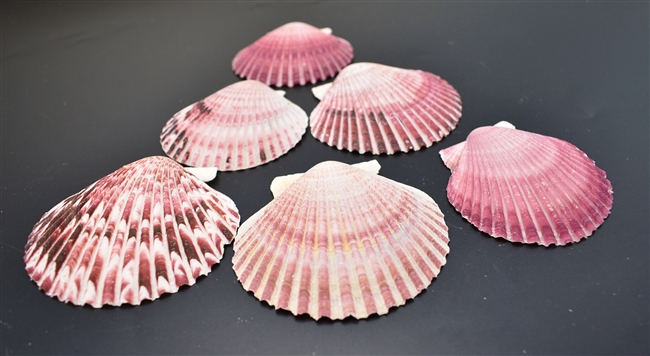Pectin Purperatus