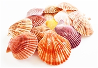 Noble Pecten Singles