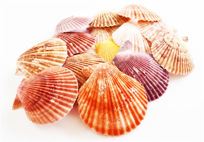 Noble Pecten Singles