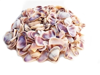 blue white coquina