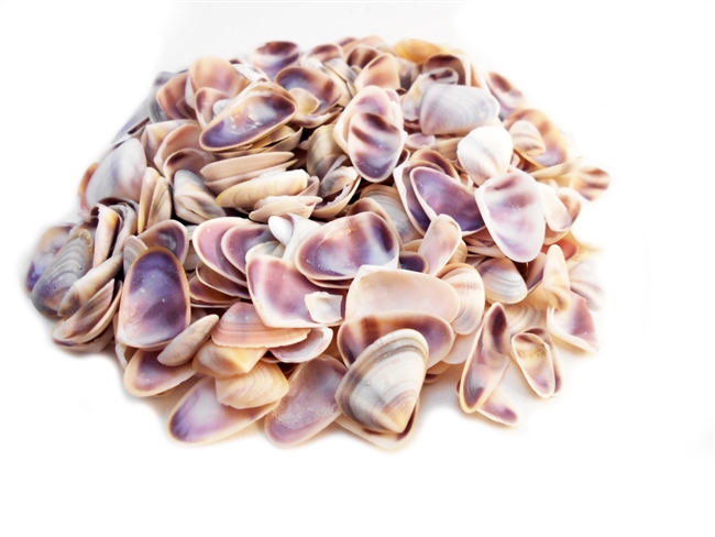 blue white coquina
