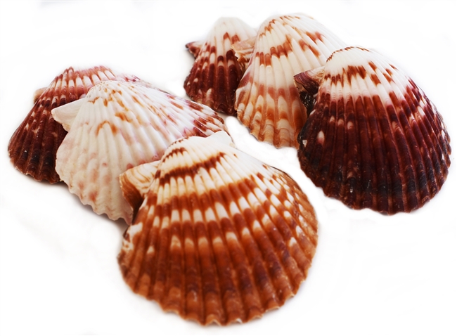 Calico Scallop Small