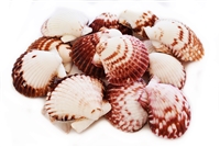 Calico Scallop Small