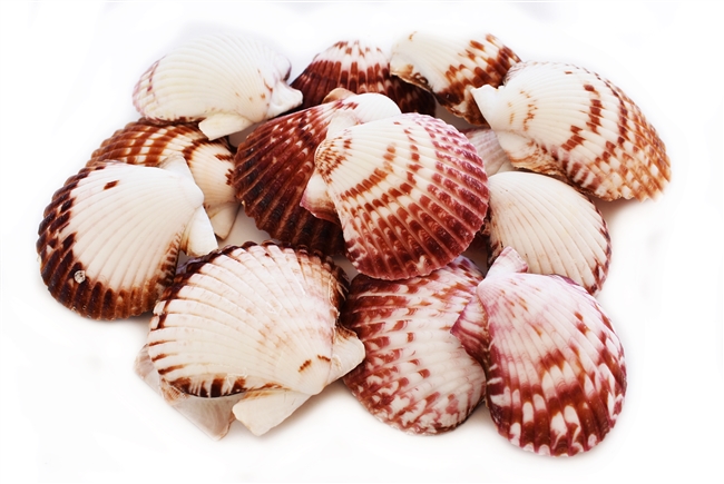 Calico Scallop Small