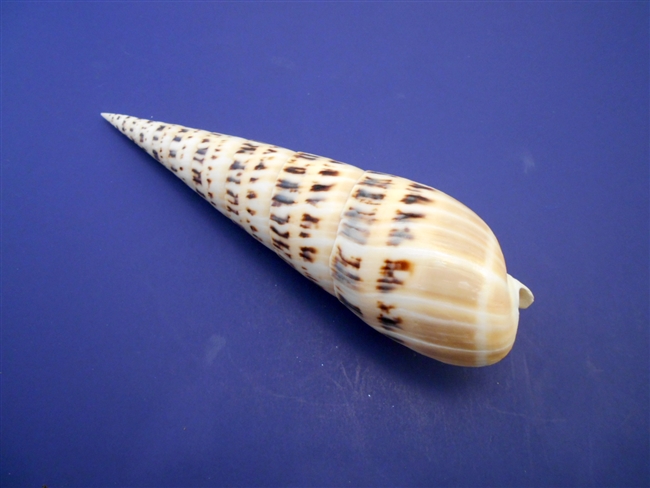Marlin Spike