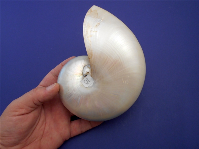 Pearl Nautilus