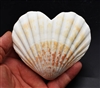 Heart Shaped Scallop Shell Natural