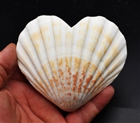 Heart Shaped Scallop Shell Natural