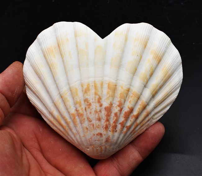 Heart Shaped Scallop Shell Natural