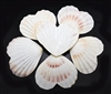 Heart Shaped Scallop Shell Natural