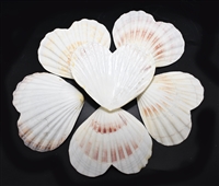 Heart Shaped Scallop Shell Natural