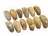 donkeys ear abalone, small