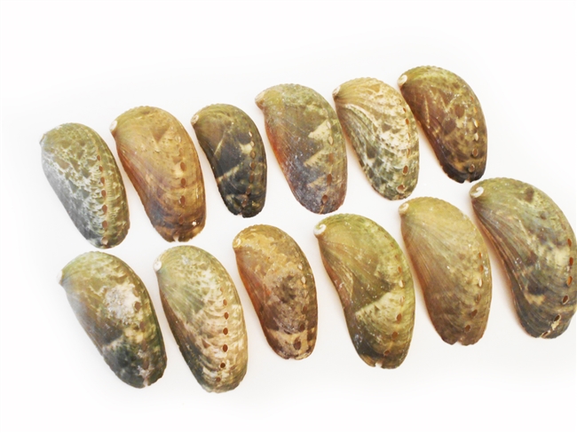 donkeys ear abalone, small