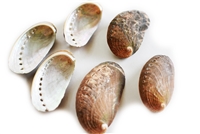 donkeys ear abalone, small