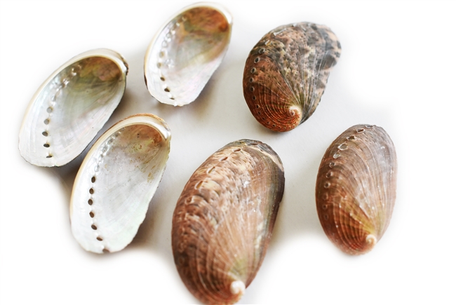 donkeys ear abalone, small