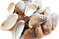 donkeys ear abalone, small