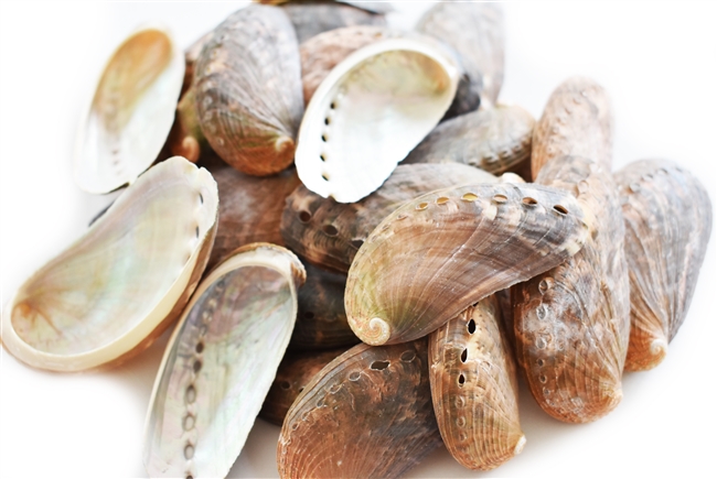 donkeys ear abalone, small