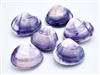 purple clam pair