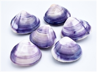 purple clam pair