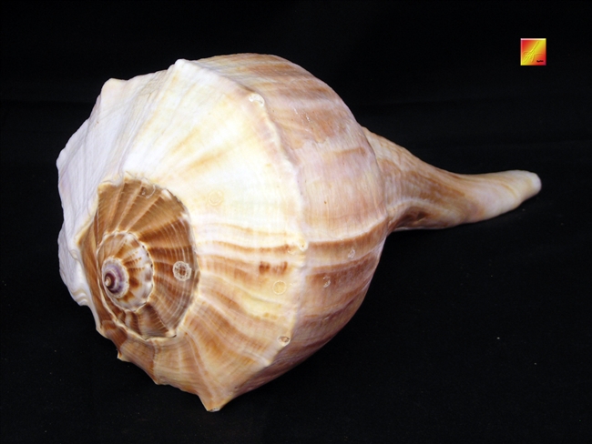 Left Handed Whelk