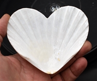 Heart Shaped Scallop Shell White