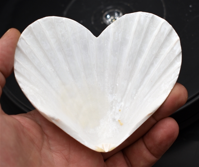 Heart Shaped Scallop Shell White