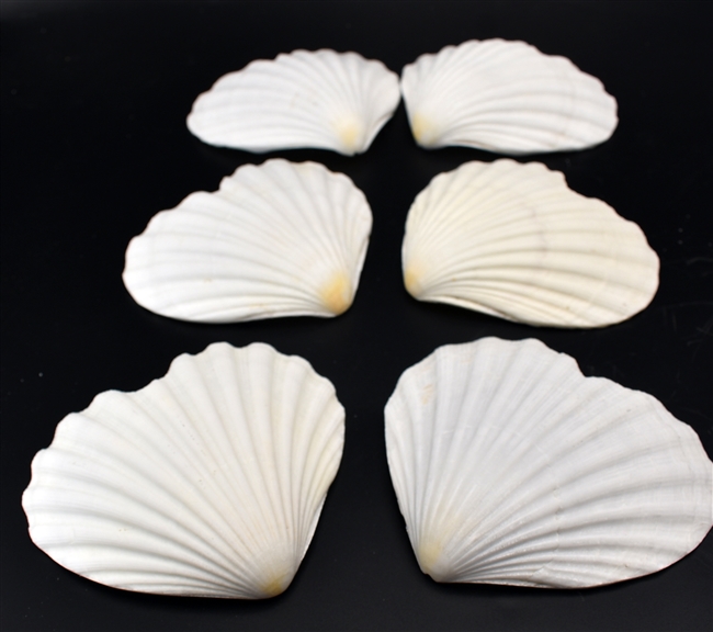 Heart Shaped Scallop Shell White