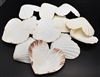 Heart Shaped Scallop Shell White