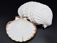 XL Baking Scallop Shell