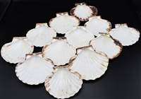 XL Baking Scallop Shell