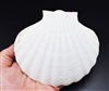 XL Baking Scallop Shell