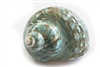 Jade Turbo Med