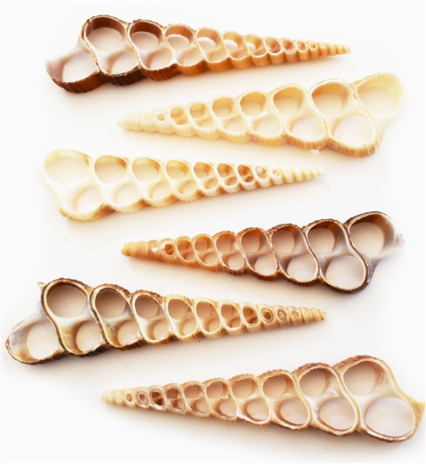 Center Cut Turritella