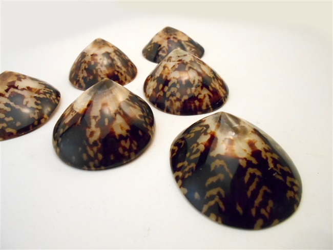 Oval Limpet