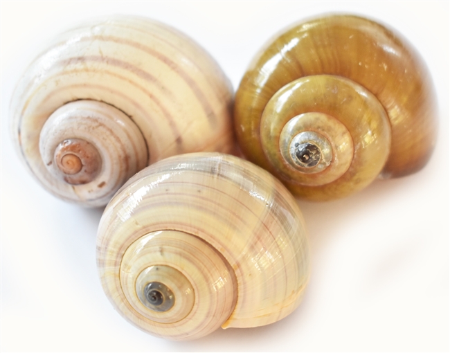 Giant Land Snail Shell Sampler